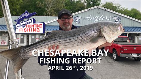 Maryland & Chesapeake Bay Fishing Report. Bluefish, Spanish mackerel and cutlass fish blitz on bay anchovies. Good topwater striped bass fishing along the Eastern shore. Red drum, flounder and kingfish entertain surf anglers. Bottom fishing yields white perch, croaker, spot, kingfish and more.